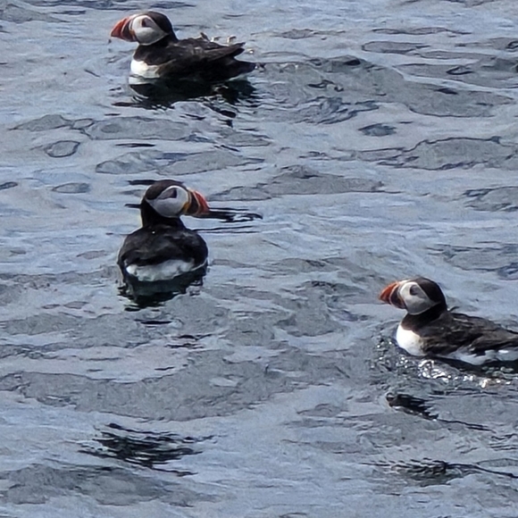 Meet your Posher, Eccentric Annie - Picture 6 of 8